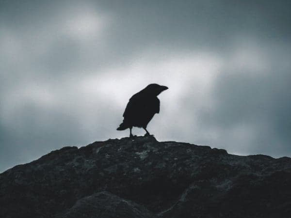 Силуэт ворона на темном фоне