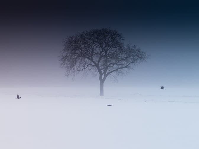 Одиноко стоящее дерево зимой